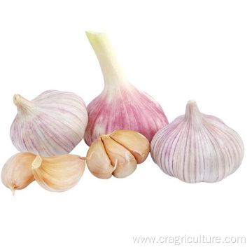 Export Red Chinese Garlic Vegetable Price